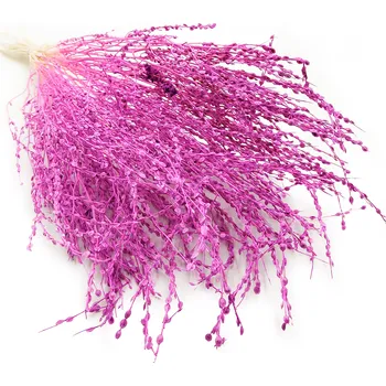 mech-mech.cz Řeřicha (Lepidium sativum) - Vřesová