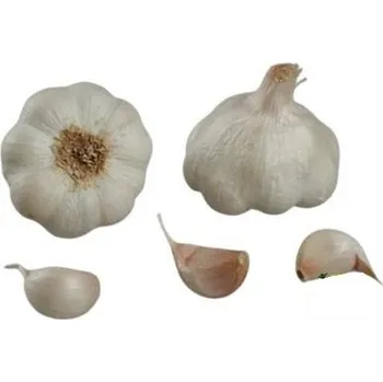 Semeno Francouzský sadbový česnek THERADOR 4 palice