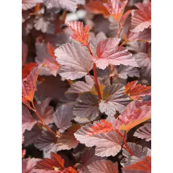 Sazenice Tavola kalinolistá 'Schuch' 20-40 cm Ko1l