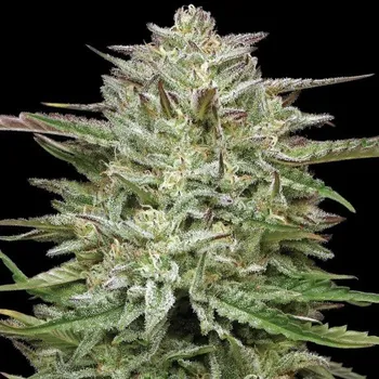 Semeno Humboldt Seed Company - Pound Town Auto 5 ks