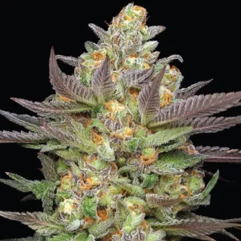 Semeno Humboldt Seed Company - Mint Jelly Auto 3 ks