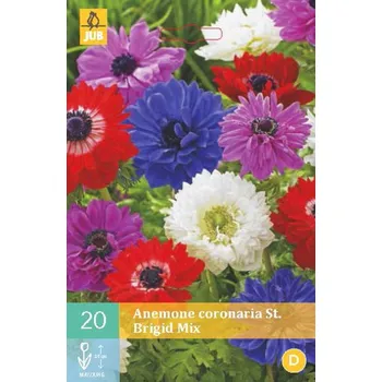 Cibulovina Karta - Sasanka - An. Cor. St. Brigid Mix (15 cibulí) "C"