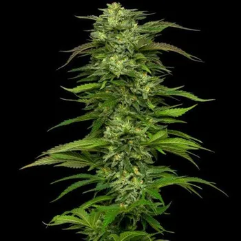 Semeno Humboldt Seed Company - Dream Queen Auto 3 ks