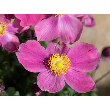 Sazenice Sasanka hupejská 'Emmy Deep Rose' - Anemone hupehensis 'Emmy Deep Rose' Balení: kontejner p15