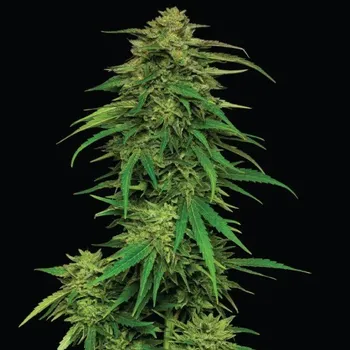 Semeno Humboldt Seed Company - Mango Sherbert Auto 3 ks