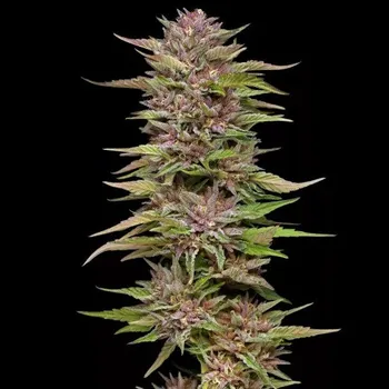 Semeno Humboldt Seed Company - Pineapple Muffin Auto 5 ks