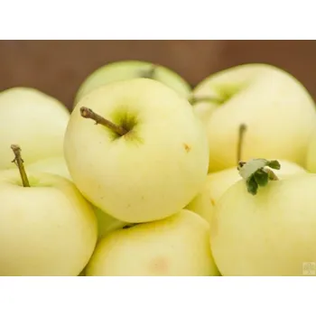 Sazenice Jabloň 'Průsvitné letní' kontejner C30