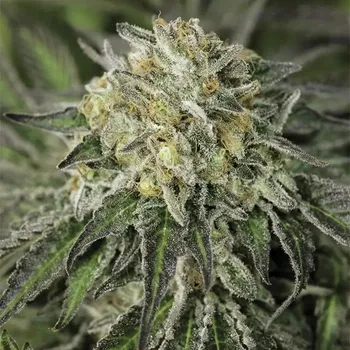 Semeno Humboldt Seed Organization - Amherst Sour Diesel 3 ks