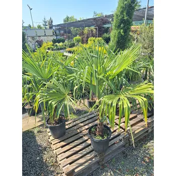 Sazenice Trachykarpus žíněný - Konopná palma, výška 110-130cm, kontejner 20l