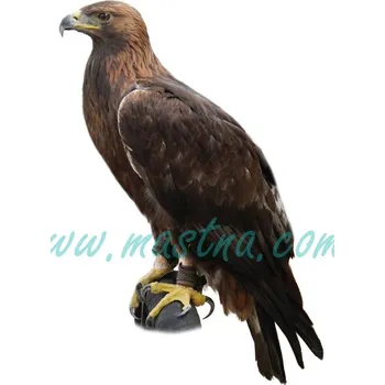 Orel skalní, oboustranná samolepka