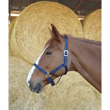 Jezdectví Ohlávka RIDING WORLD tmavě modrá FULL