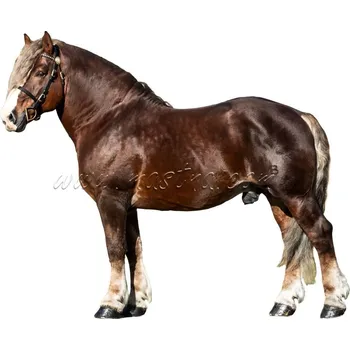 Českomoravský belgik Morgan, hřebec, samolepka kůň, koně