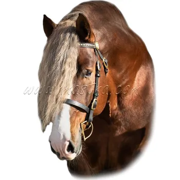 Českomoravský belgik Morgan, hřebec, samolepka kůň, koně, hlava
