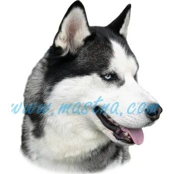 Samolepka sibiřský husky 243