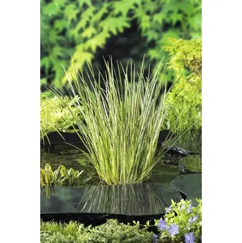 Květináč Puškvorec obecný FloraSelf Acorus calamus 'Gramineus' květináč Ø 9 cm