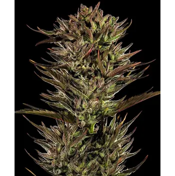 Semeno Barney's Farm Thin Mint x Sour Pinot Auto Balení: 1ks