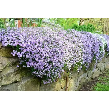 Sazenice levandule-online.cz Plaménka šídlovitá- Phlox sub. \" PURPLE BEAUTY \"