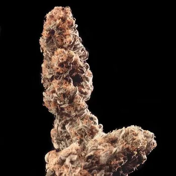 Semeno KC Brains Seeds - Afghani Special regular 5 ks