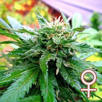 Semeno KC Brains Seeds - California Special 5 ks