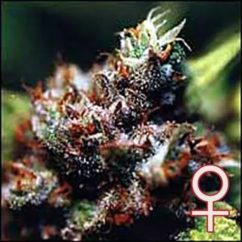 Semeno KC Brains Seeds - Brasil x KC 5 ks