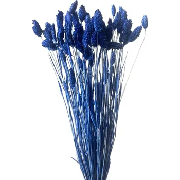 Sušený phalaris kytice/svazek tmavě modrý 45g