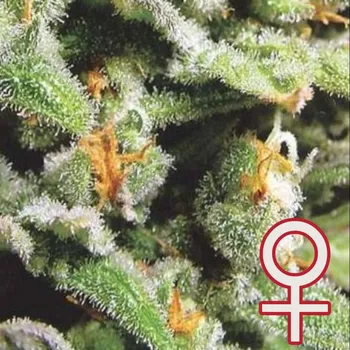 Semeno KC Brains Seeds - Cristal Limit 5 ks