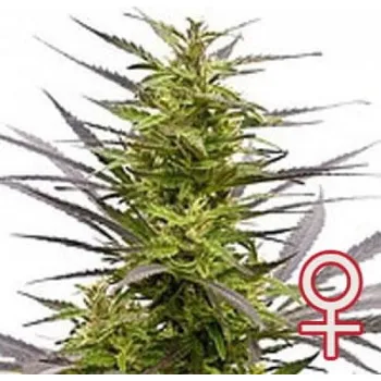 Semeno KC Brains Seeds - K.C. 42 5 ks