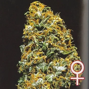 Semeno KC Brains Seeds - Cristal Paradise 5 ks