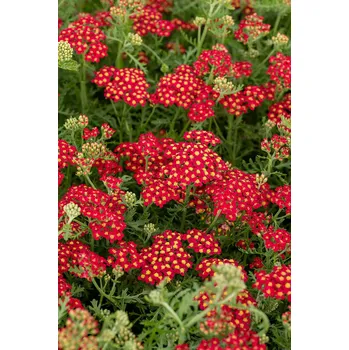 Semeno Lukon Glads Achillea millefolium PAPRIKA - řebříček