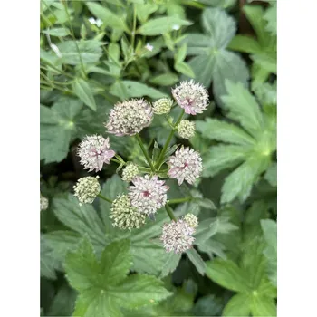 Sazenice Lukon Glads Astrantia major - jarmanka
