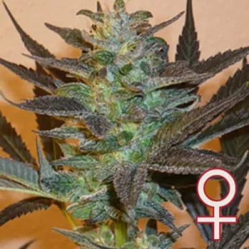 Semeno KC Brains Seeds - K.C. 48 Auto 5 ks