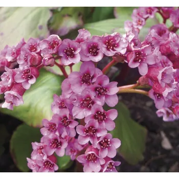 Sazenice Lukon Glads Bergenia cordifolia ROTBLUM - bergénie, badan