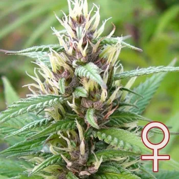 Semeno KC Brains Seeds - Mind Bender 5 ks