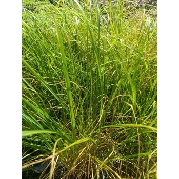 Semeno Dochan psárkovitý 'Magic'