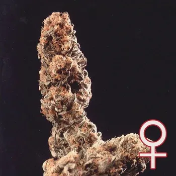 Semeno KC Brains Seeds - Afghani Special 5 ks