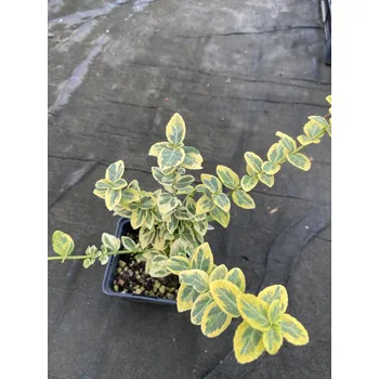 Sazenice Lukon Glads Eunymus fortunei - brslen