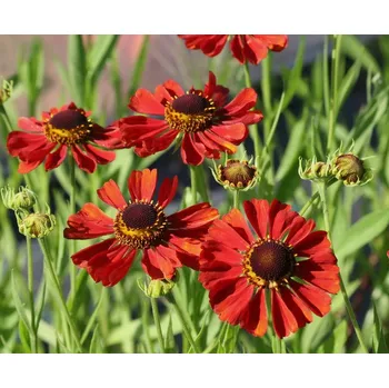 Sazenice Lukon Glads Helenium MERANTI - záplevák