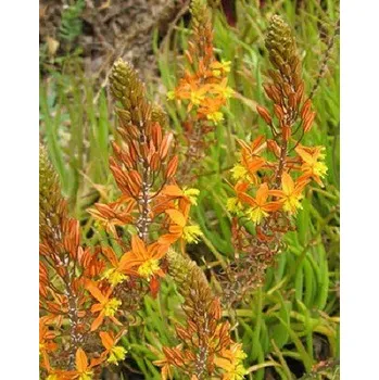 Sazenice Lukon Glads Bulbine frutescens - bulbina keřovitá, léčivá bulbina