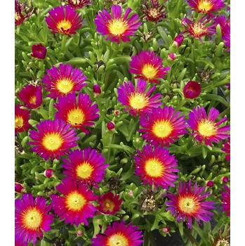 Sazenice Lukon Glads Delosperma cooperi SOLSTICE PURPLE BICOLOR - kosmatec