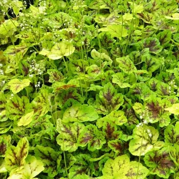 Sazenice Heuchera Solar Power