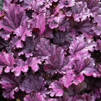 Sazenice Heuchera Forever Purple