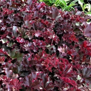 Sazenice Heuchera Melting Fire
