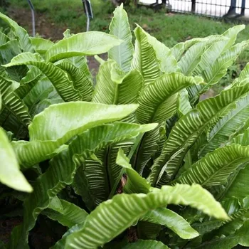 Sazenice Phyllitis scolopendrium