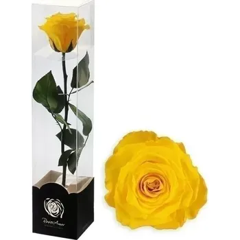 umělá květina Stabilizovaná růže na stonku 60cm žlutá