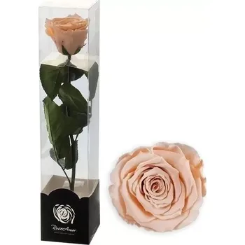 umělá květina Stabilizovaná růže na stonku 60cm broskev