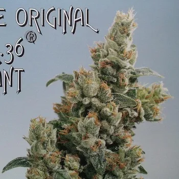 Semeno KC Brains Seeds - K.C. 36 regular 5 ks