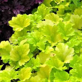 Sazenice Heuchera Electra