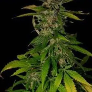 Semeno KC Brains Seeds - Double D regular 5 ks