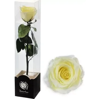 umělá květina Stabilizovaná růže na stonku 60cm sv.žlutá