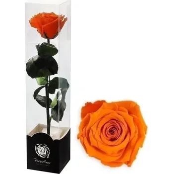 umělá květina Stabilizovaná růže na stonku 60cm oranžová